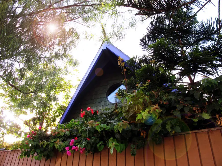 A historic house with a window overlooking a majestic tree.